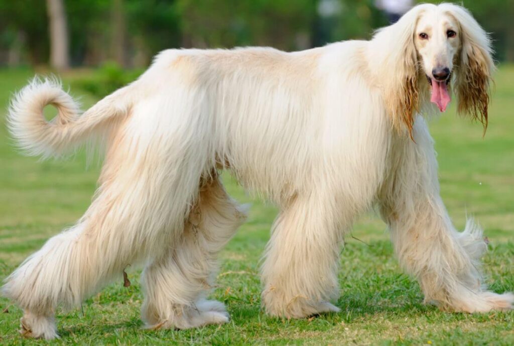 Afghan Hound Tall and skinny dog breed 