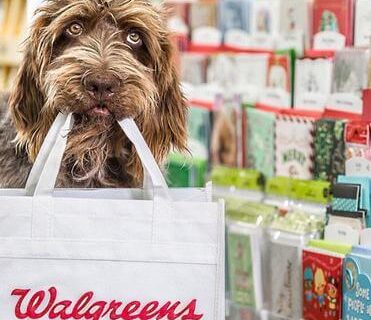 Are dogs allowed in Walgreens Complete Guide