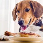 Can Dogs Eat Chicken Gizzards A Guide for Pet Owners