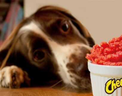 Can Dogs Eat Hot Cheetos A Guide for Pet Owners