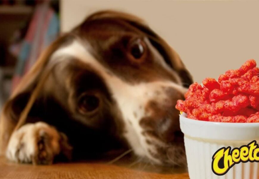 Can Dogs Eat Hot Cheetos A Guide for Pet Owners