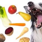 Can-Dogs-Eat-Sauerkraut-A-Complete-Guide-for-Dog-Owners