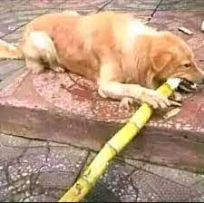 Can Dogs Eat Sugar Cane The Answer May Surprise You