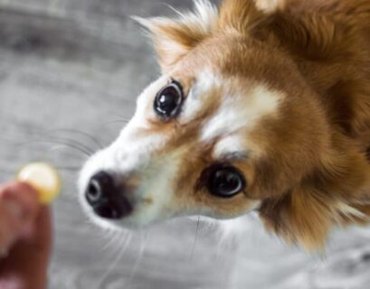 Can-dogs-eat-mochi