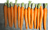 Carrots