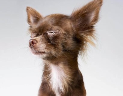 Chihuahua Crying Common Causes and What to Do