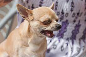 Chihuahua Crying Common Causes and What to Do