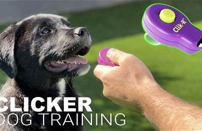 Clicker Training