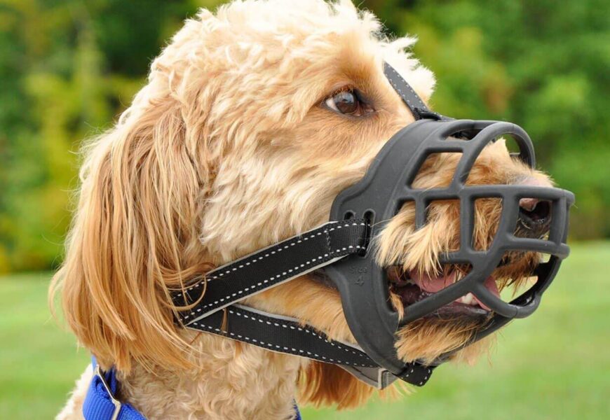 Dog Muzzles for Biting