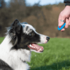 Top 10 Best Training Clickers for Dogs with Complete Reviews PetZone4u