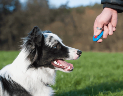 Top 10 Best Training Clickers for Dogs with Complete Reviews PetZone4u