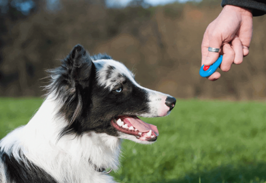 Top 10 Best Training Clickers for Dogs with Complete Reviews PetZone4u