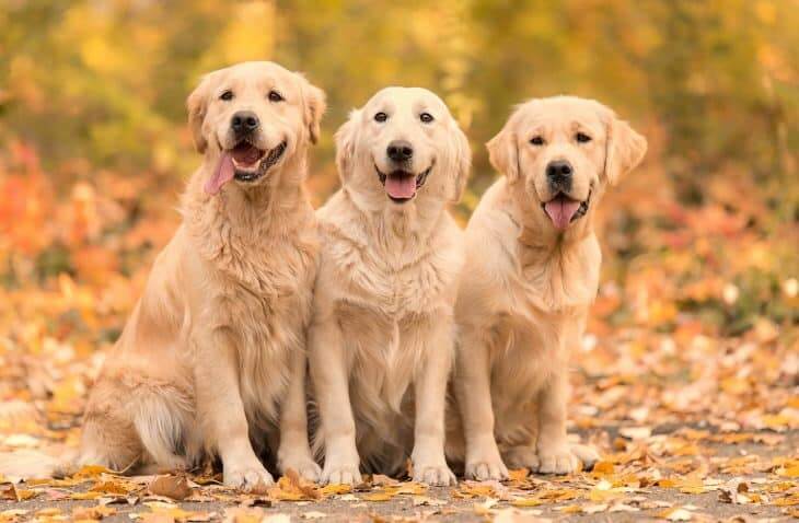 Golden Retriever