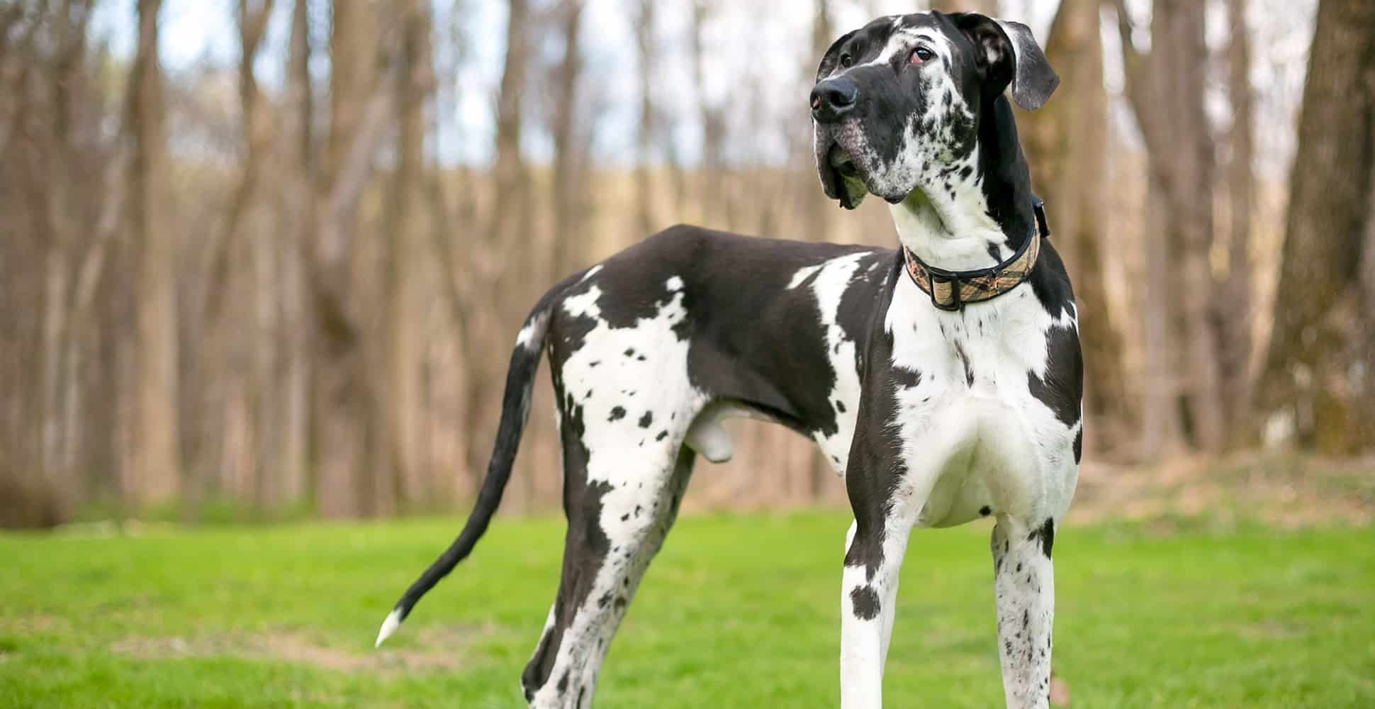 Great Dane tall and skinny dog breed petzone4u