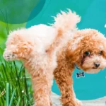 How to Treat Dog UTI at Home and Prevent Urinary Tract Infections in Dogs