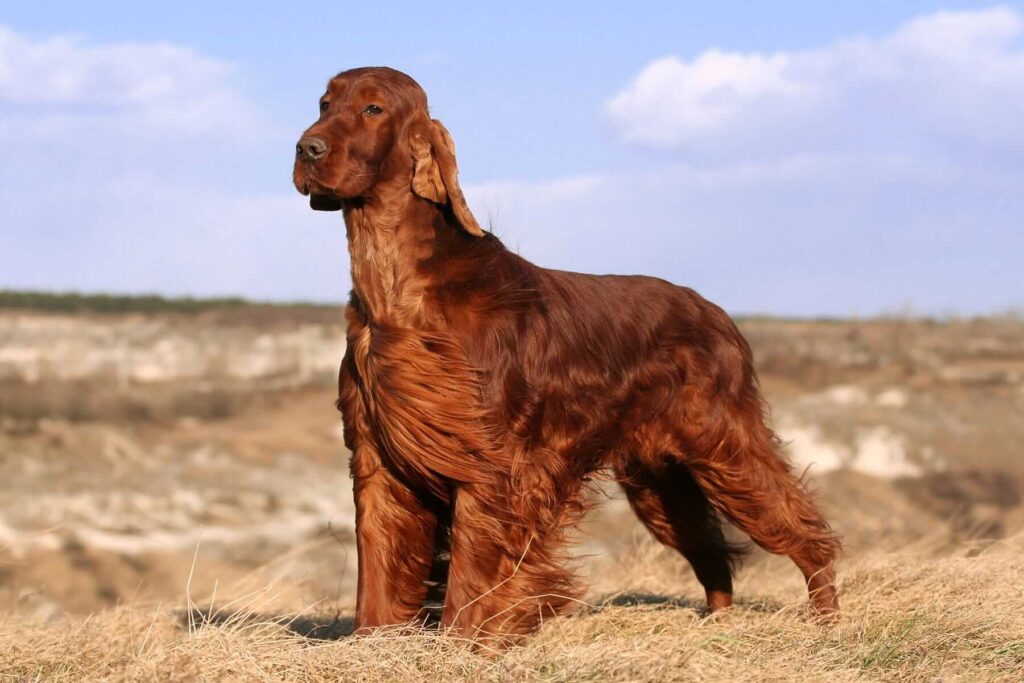 Irish Setter