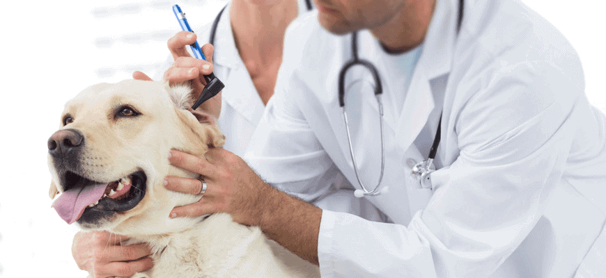 Pitbull Skin Bumps Causes, Symptoms, and Treatments