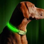 Top 10 Best Training Collars for Stubborn Dogs in 2024