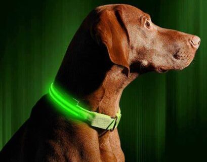 Top 10 Best Training Collars for Stubborn Dogs in 2024