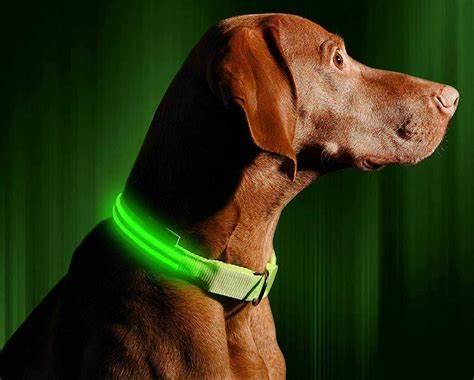 Top 10 Best Training Collars for Stubborn Dogs in 2024