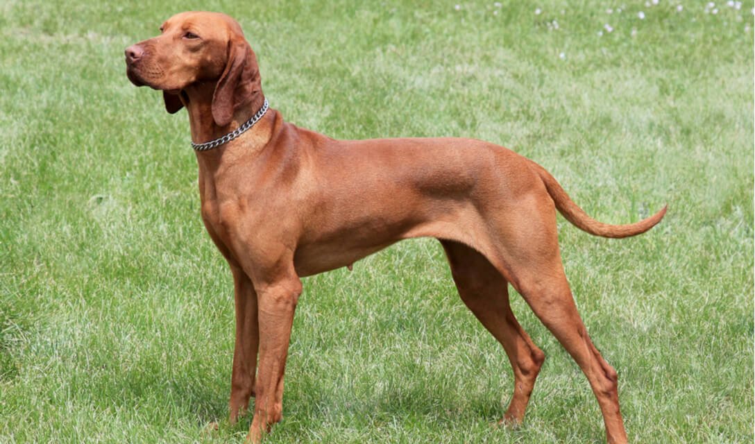 Vizsla tall and skinny dog breed