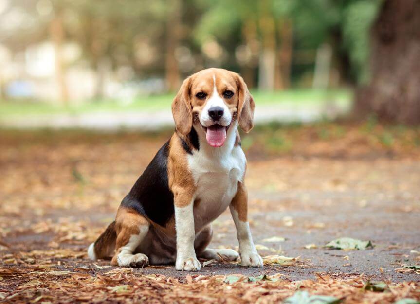 Beagle