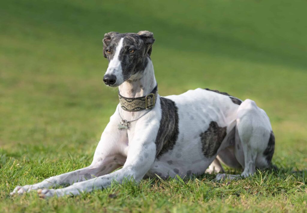 greyhound-dog-tall and skinny dog breed 