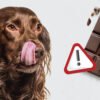 Can Dogs Eat Chocolate A Complete Guide