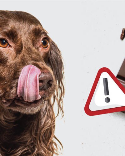 Can Dogs Eat Chocolate A Complete Guide