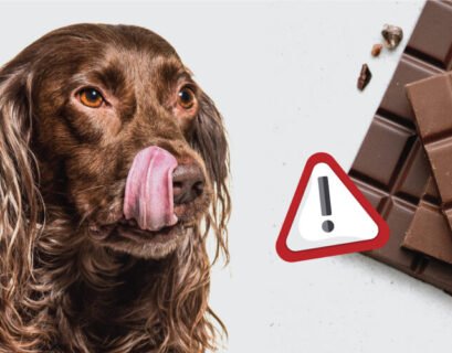 Can Dogs Eat Chocolate A Complete Guide