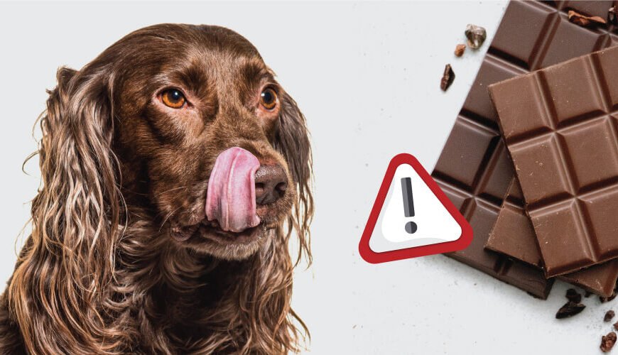 Can Dogs Eat Chocolate A Complete Guide