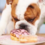 Can dogs eat powdered donuts Complete Guide