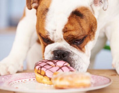 Can dogs eat powdered donuts Complete Guide