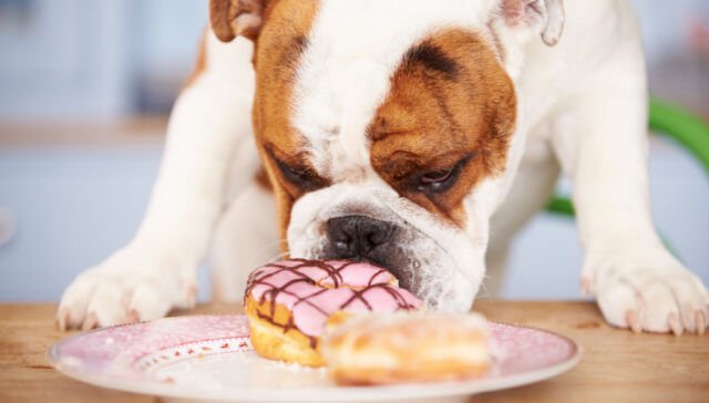 Can dogs eat powdered donuts Complete Guide