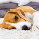 Dog Rubs Face on Carpet A Guide to Why