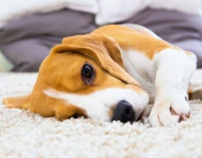 Dog Rubs Face on Carpet A Guide to Why