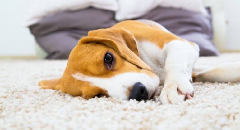 Dog Rubs Face on Carpet A Guide to Why