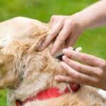 How to Get Rid of Fleas on Dogs Naturally A Comprehensive Guide