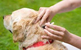 How to Get Rid of Fleas on Dogs Naturally A Comprehensive Guide