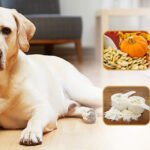 Natural Dewormers for Dogs Safe and Effective