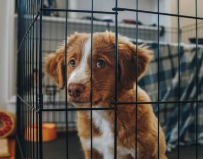 how to get puppy to stop crying in crate Complete Guide