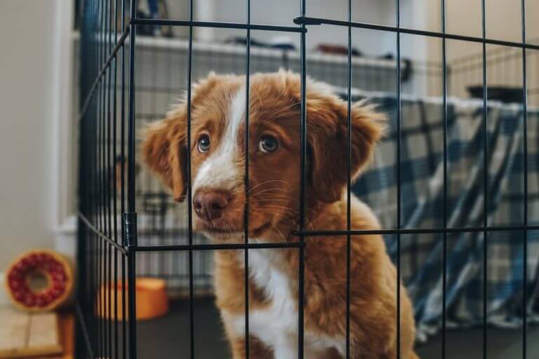 how to get puppy to stop crying in crate Complete Guide