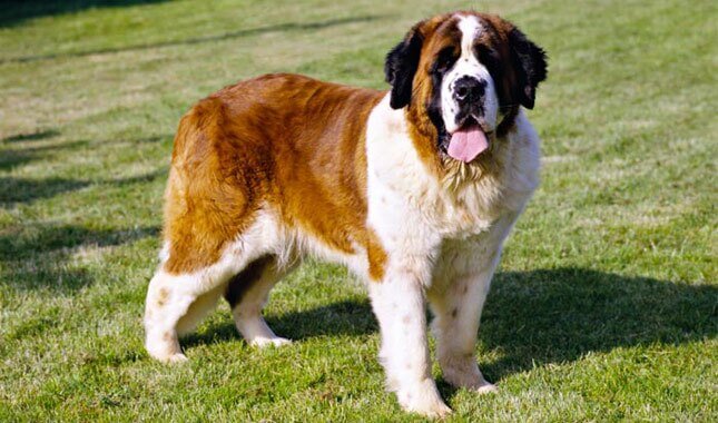 pitbull saint bernard mix